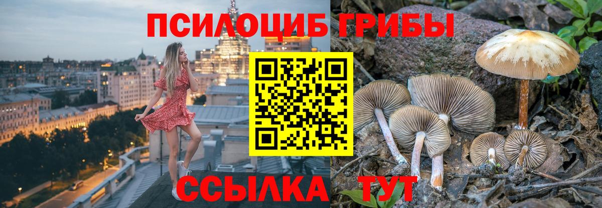 Псилоцибиновые грибы GOLDEN TEACHER  Галлюциногенные грибы Psilocybine cubensis  Коркино  Вход с VPN 